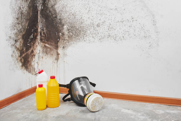 Best Mold Testing  in Chigan Center, MI