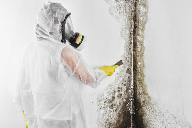 Best Mold Removal Company Near Me  in Chigan Center, MI