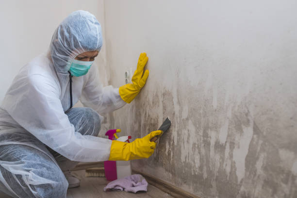 Trusted Michigan Center, MI Mold Removal Experts