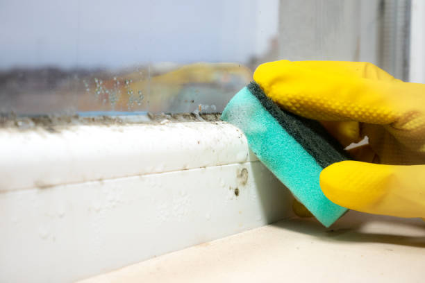 Best Fast Mold Removal  in Chigan Center, MI