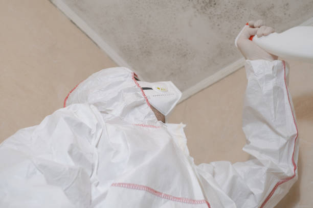 Home Mold Removal in Michigan Center, MI