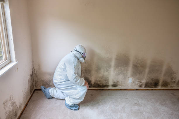 Best Office Mold Removal Services  in Chigan Center, MI
