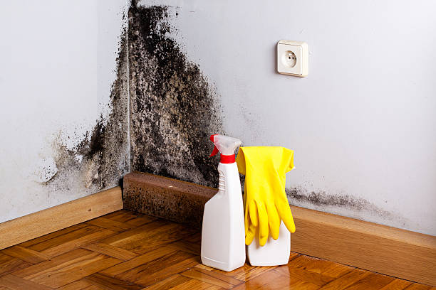 Best Professional Mold Removal  in Chigan Center, MI