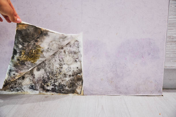 Best Affordable Mold Removal  in Chigan Center, MI